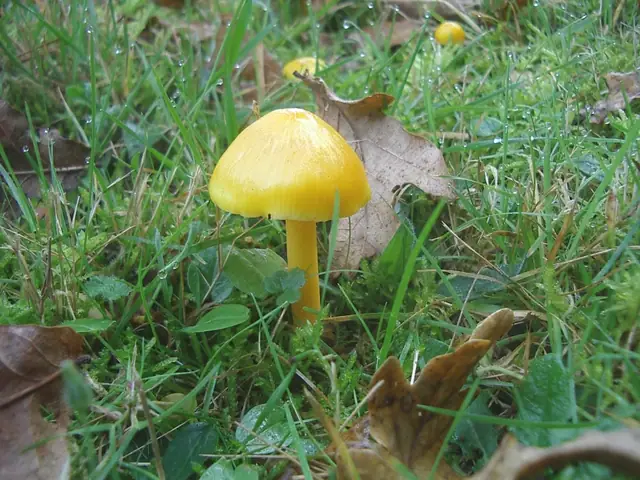 Wilgotnica żółknąca (Hygrocybe chlorophana)