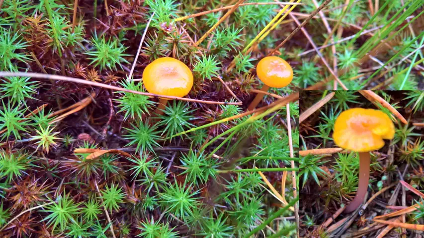 Wilgotnica żółtawa (Hygrocybe xanthochroa)