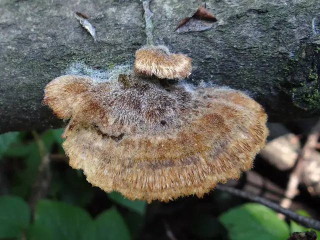 Włochatka jasna (Trametes trogii)