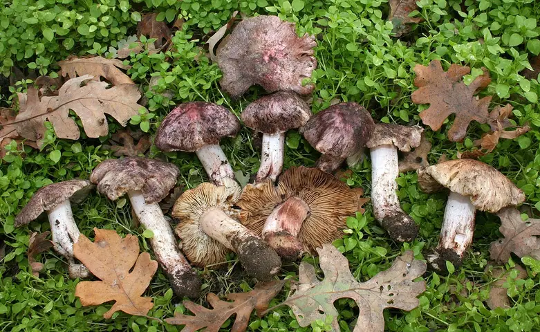 Włókniak czerwonowinny (Inocybe adaequata)