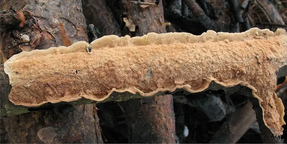 Włókniczek skórkowaty (Meruliopsis corium)