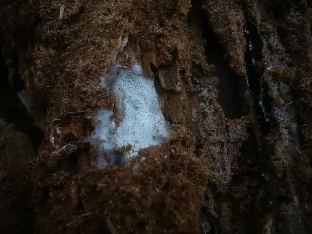 Włóknoporka naziemna (Byssoporia terrestris)