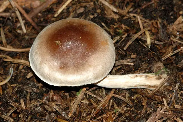 Włośnianka brunatna (Hebeloma mesophaeum)