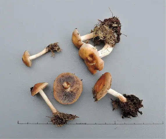 Włośnianka drobniutka (Hebeloma birrus)