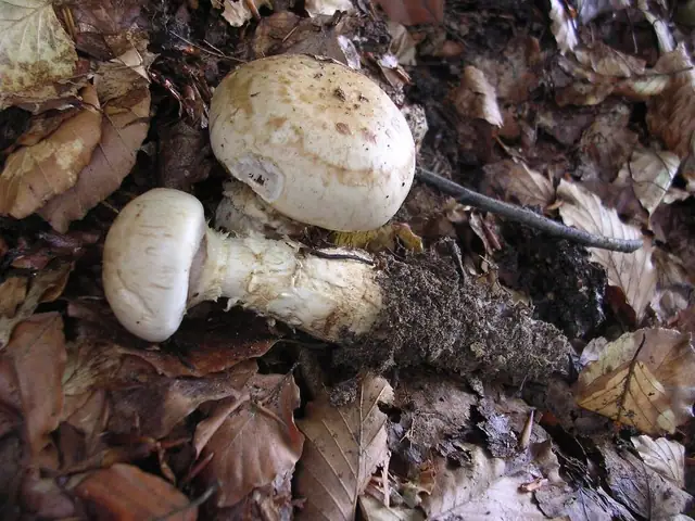 Włośnianka korzeniasta (Hebeloma radicosum)