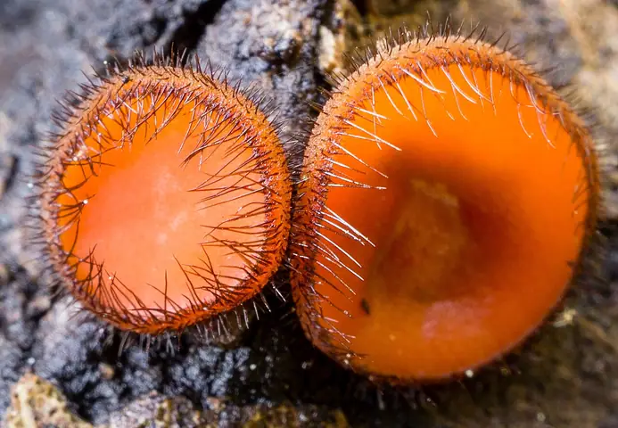 Włośniczka różnorzęsa (Scutellinia crinita)