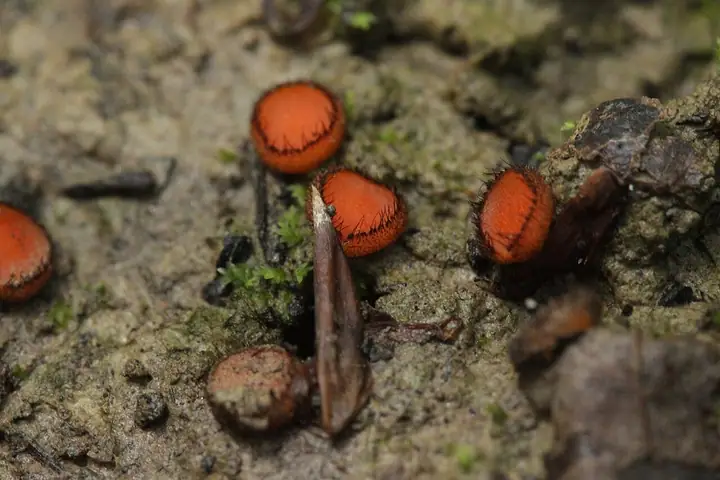 Włośniczka szorstkozarodnikowa (Scutellinia trechispora)