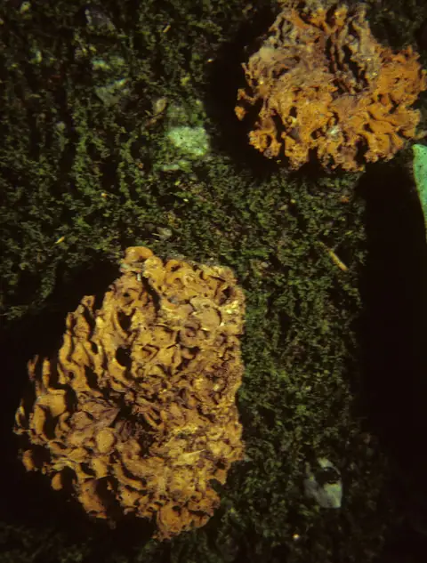 Wnętrznica smardzowata (Gautieria morchelliformis)