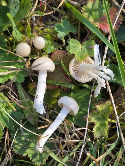Wodnicha biaława (Hygrophorus subviscifer)