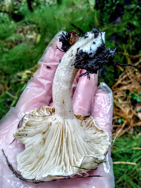 Wodnicha brzozowa (Hygrophorus hedrychii)