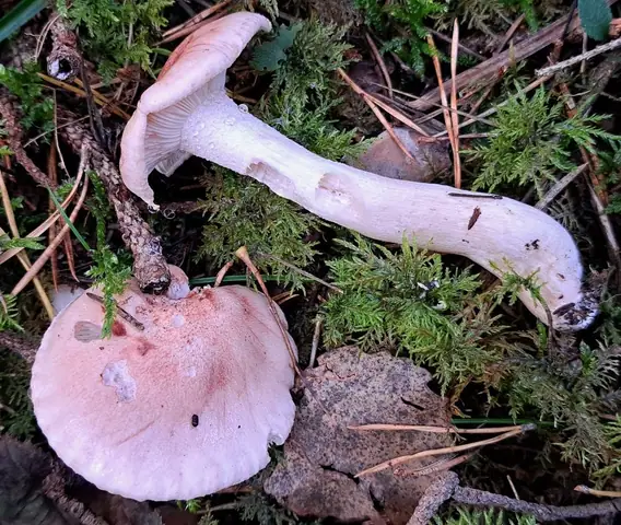 Wodnicha flamingowa (Hygrophorus persicolor)