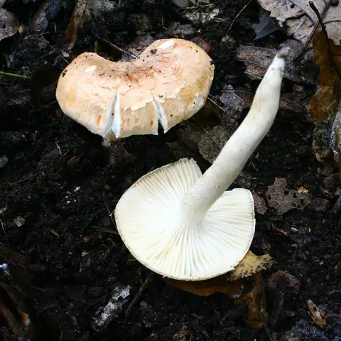 Wodnicha gajowa (Hygrophorus nemoreus)