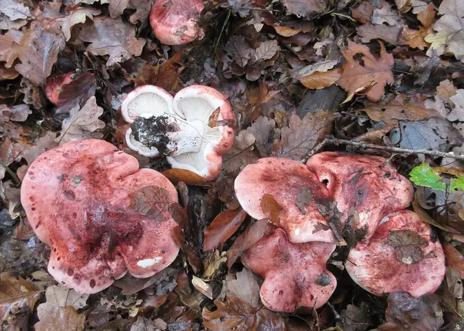 Wodnicha gołąbkowa (Hygrophorus russula)