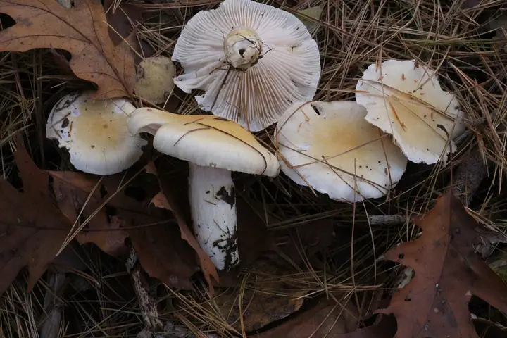 Wodnicha grubopierścieniowa (Hygrophorus gliocyclus)