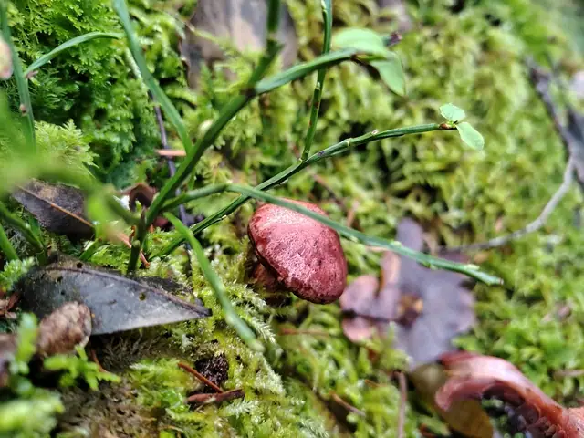 Wodnicha kozia (Hygrophorus capreolarius)
