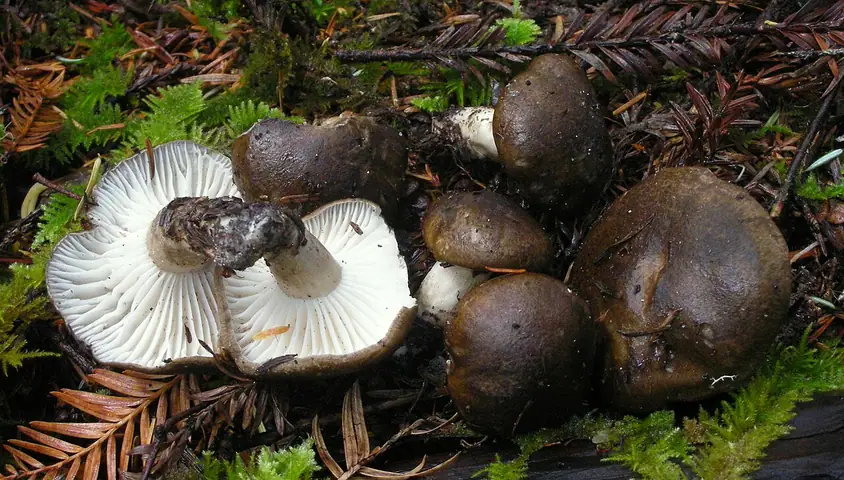 Wodnicha odymiona (Hygrophorus camarophyllus)