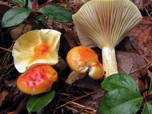 Wodnicha ozdobna (Hygrophorus speciosus)