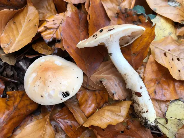 Wodnicha pomarańczowopłowa (Hygrophorus unicolor)