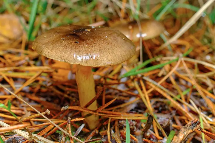 Wodnicha późna (Hygrophorus hypothejus)