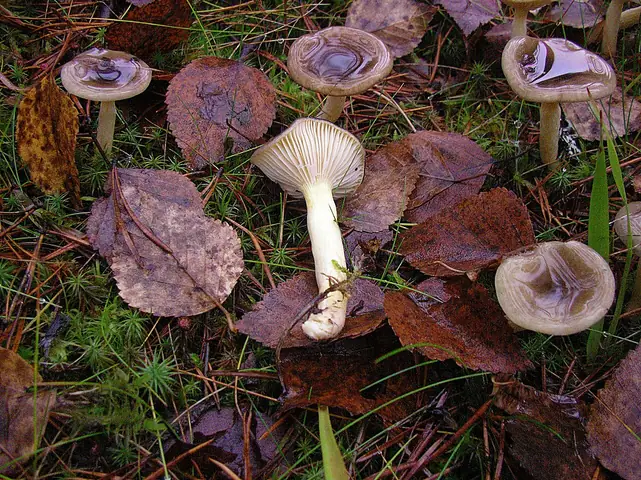 Wodnicha późna odm. złocista (Hygrophorus hypothejus var. aureus)