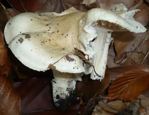 Wodnicha różowozłota (Hygrophorus poetarum)