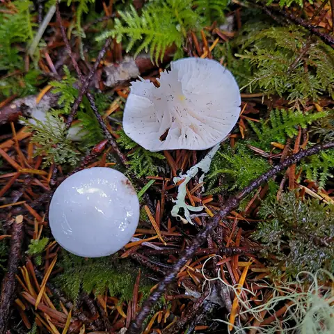 Wodnicha świerkowa (Hygrophorus piceae)