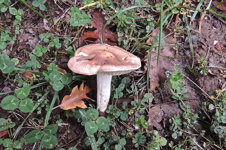 Wodnicha włóknista (Hygrophorus arbustivus)