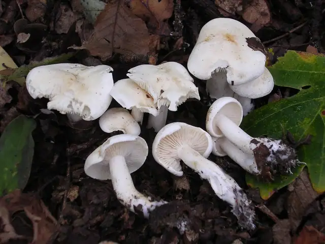 Wodnicha wonna (Hygrophorus cossus)