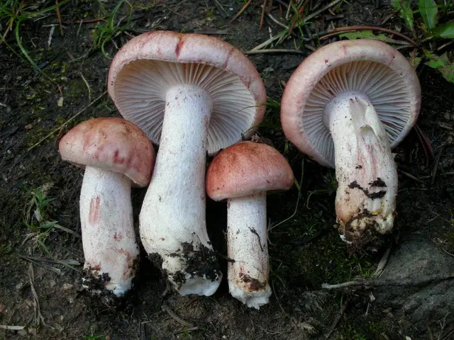 Wodnicha zaróżowiona (Hygrophorus erubescens)