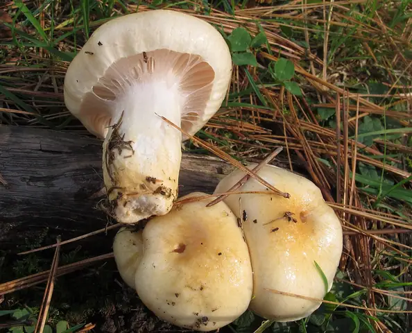 Wodnicha żółtotarczowata (Hygrophorus flavodiscus)