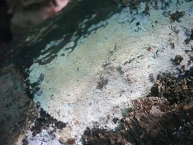 Woskobłonka białoochrowa (Gloeocystidiellum leucoxanthum)