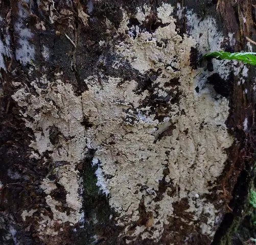Woskobłonka inkrustowanozarodnikowa (Gloeocystidiellum convolvens)