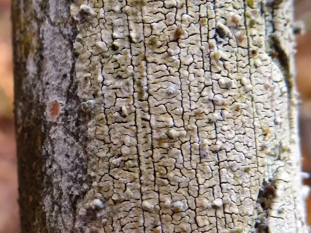 Woskobłonka ochrowa (Conferticium ochraceum)