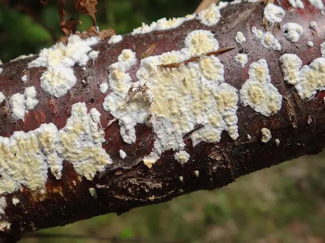 Woskownik pozrastany (Radulomyces confluens)