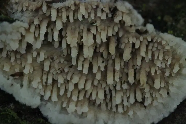 Woskownik zębaty (Radulomyces molaris)