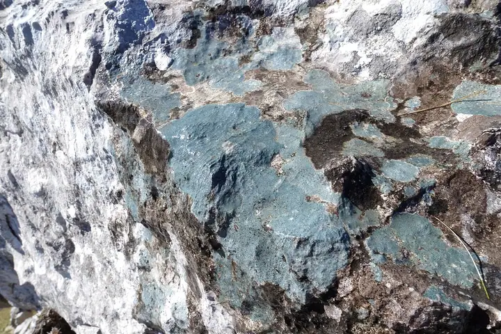 Woszczak niebieskawy (Hymenelia coerulea)