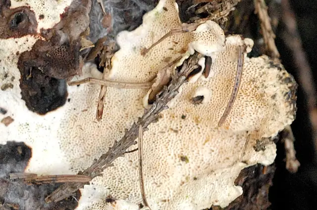 Woszczyneczka miękka (Ceriporiopsis mucida)