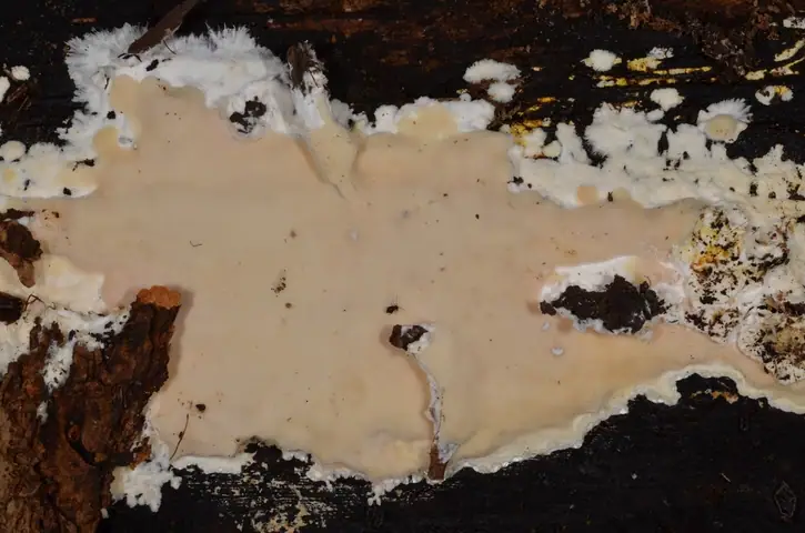 Woszczyneczka obrzeżona (Ceriporiopsis pannocincta)