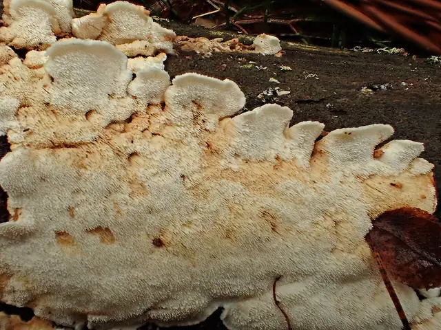 Woszczyneczka wielkopora (Ceriporiopsis subvermispora)