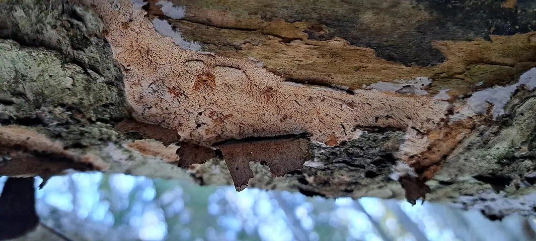 Woszczyneczka żywiczna (Ceriporiopsis resinascens)