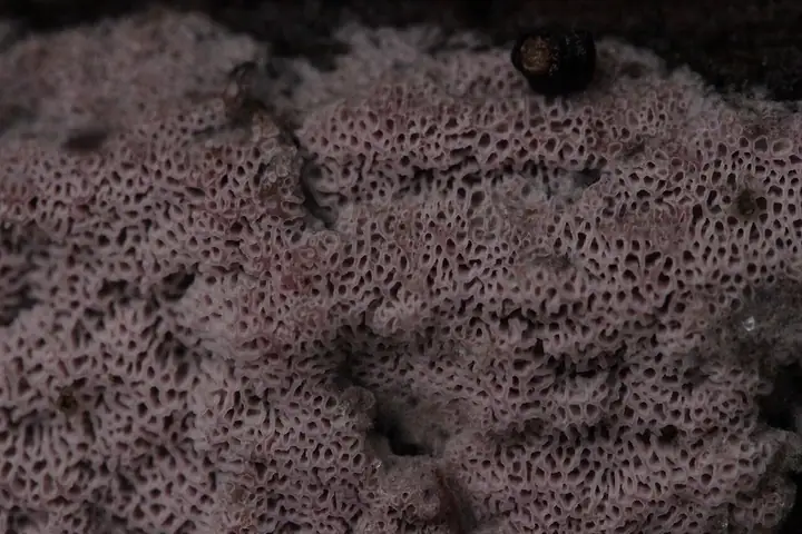 Woszczynka różowawa (Ceriporia excelsa)