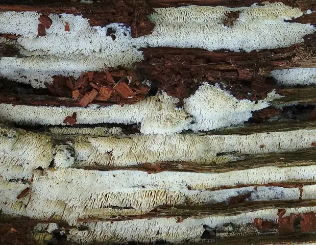 Woszczynka zmienna (Ceriporia metamorphosa)