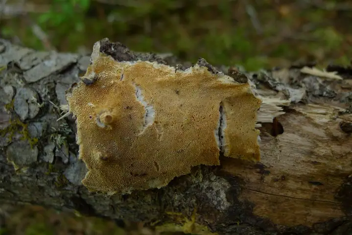 Wrośniaczek skorupiasty (Diplomitoporus crustulinus)