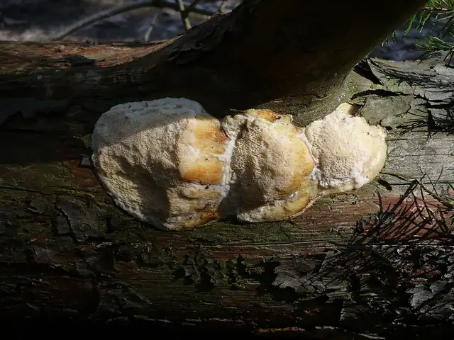 Wrośniaczek sosnowy (Diplomitoporus flavescens)