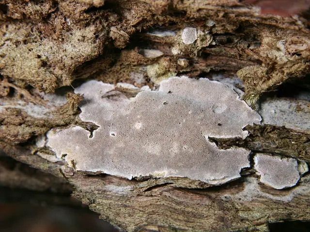 Wrośniaczek żelatynowaty (Cinereomyces lindbladii)