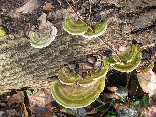 Wrośniak garbaty (Trametes gibbosa)