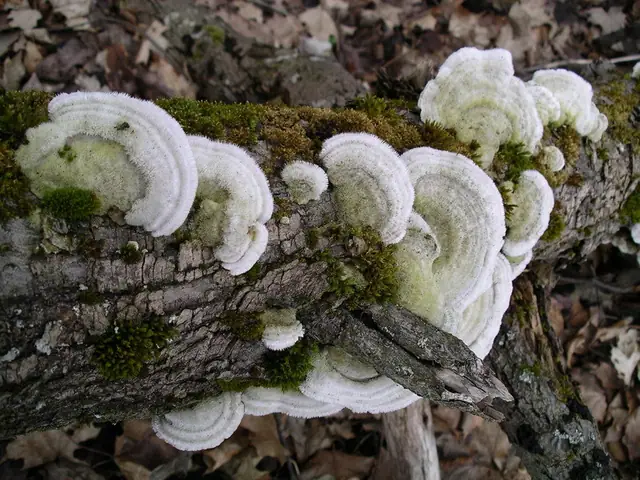 Wrośniak miękkowłosy (Trametes pubescens)