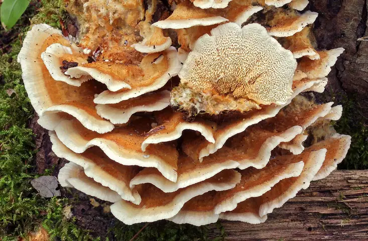 Wrośniak płowy (Trametopsis cervina)