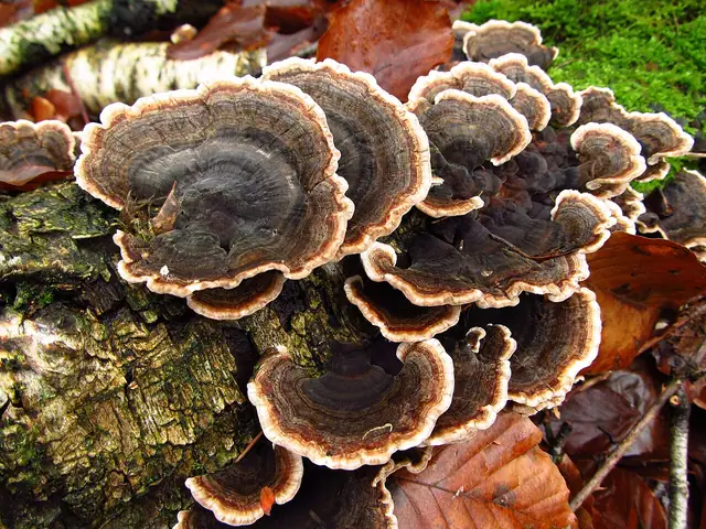 Wrośniak różnobarwny (Trametes versicolor)