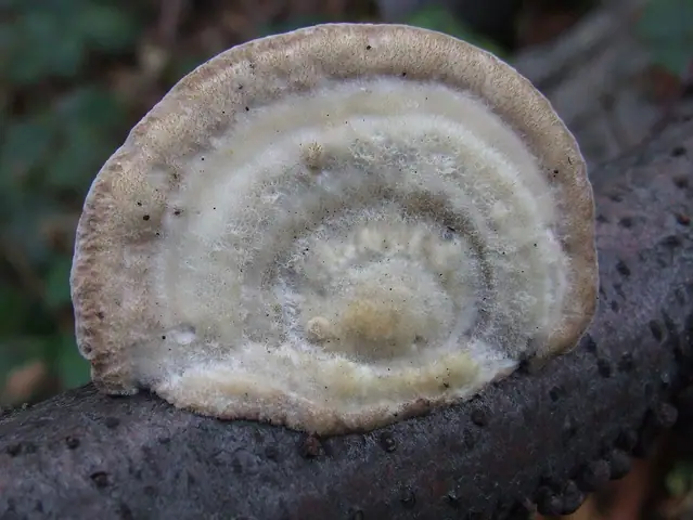 Wrośniak szorstki (Trametes hirsuta)